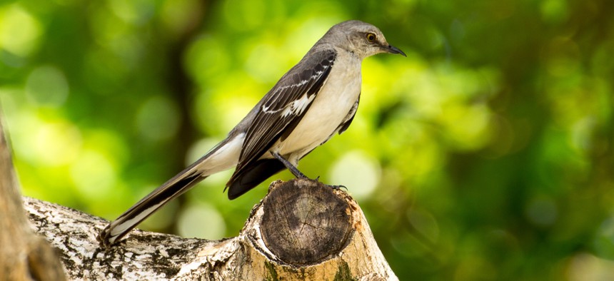 A mockingbird as seen in Florida. 